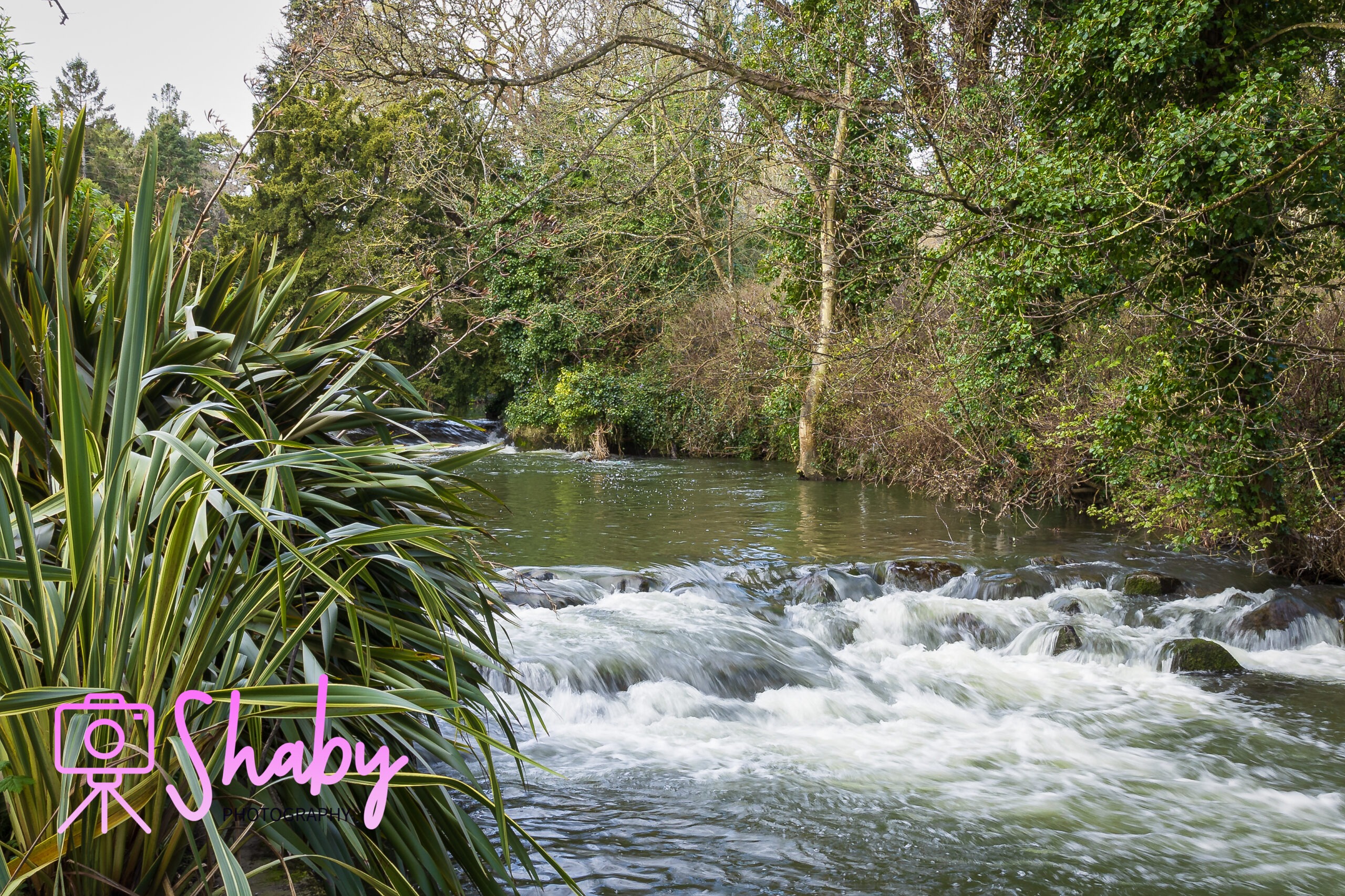 Serene river winding through the National Botanic Gardens in Glasnevin, Dublin, with lush trees and diverse plant life adorning its banks