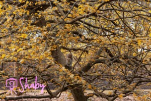 Squirrel artfully camouflaged among the dense branches of a lush tree in the National Botanic Gardens, Glasnevin, Dublin, inviting a 'Spot the Squirrel' challenge