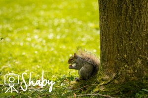 Close-up of a grey squirrel munching on a nut beside a tree in the National Botanic Gardens